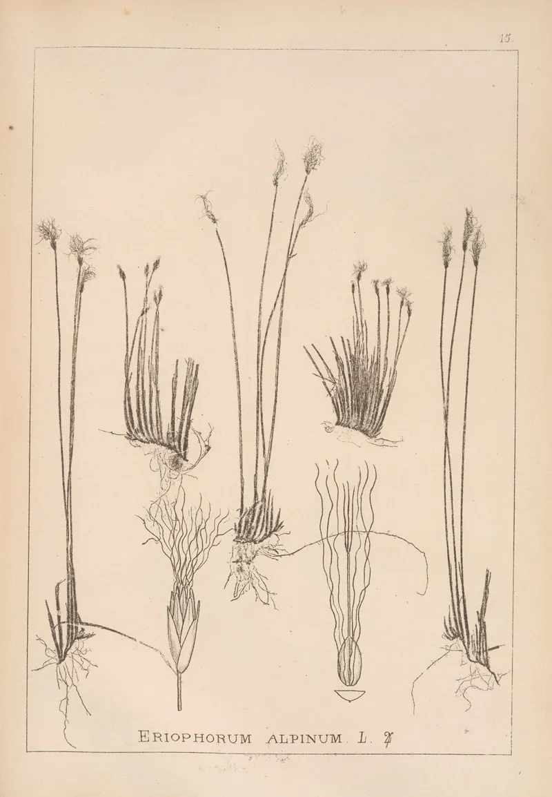 Herbier De La Flore Francaise Pl 1186 Wall Art by Louis Antoine Cusin - High-Resolution Digital Print