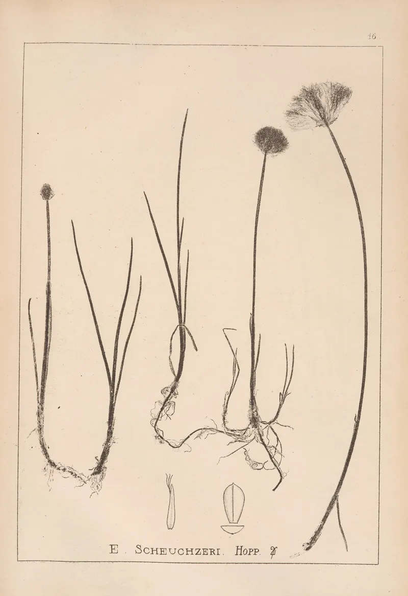 Herbier De La Flore Francaise Pl 1187 Wall Art by Louis Antoine Cusin - High-Resolution Digital Print