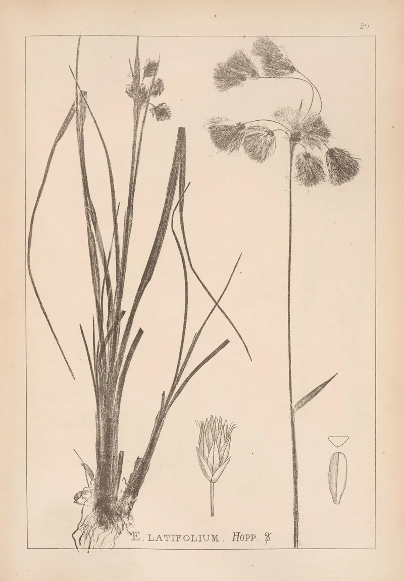 Herbier De La Flore Francaise Pl 1191 Wall Art by Louis Antoine Cusin - High-Resolution Digital Print