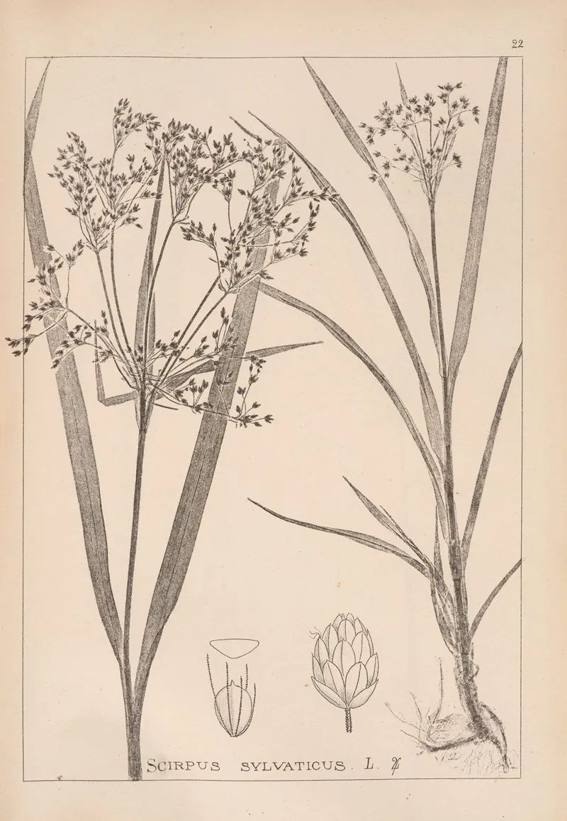 Herbier De La Flore Francaise Pl 1193 Wall Art by Louis Antoine Cusin - High-Resolution Digital Print