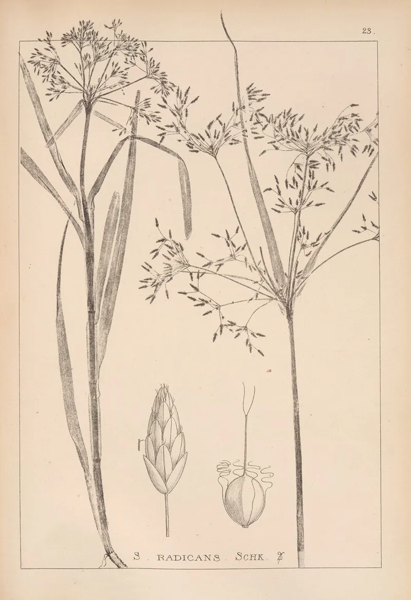 Herbier De La Flore Francaise Pl 1194 Wall Art by Louis Antoine Cusin - High-Resolution Digital Print