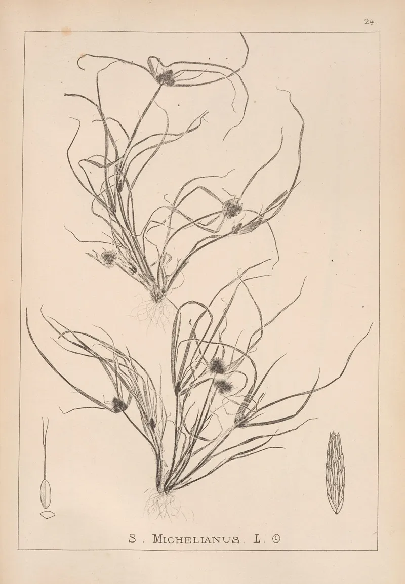 Herbier De La Flore Francaise Pl 1195 Wall Art by Louis Antoine Cusin - High-Resolution Digital Print