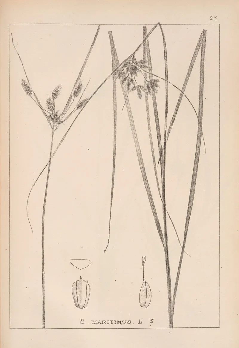 Herbier De La Flore Francaise Pl 1196 Wall Art by Louis Antoine Cusin - High-Resolution Digital Print