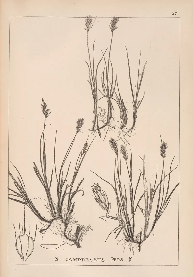 Herbier De La Flore Francaise Pl 1198 Wall Art by Louis Antoine Cusin - High-Resolution Digital Print