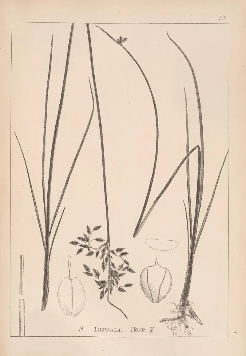 Herbier De La Flore Francaise Pl 1203 Wall Art by Louis Antoine Cusin - High-Resolution Digital Print
