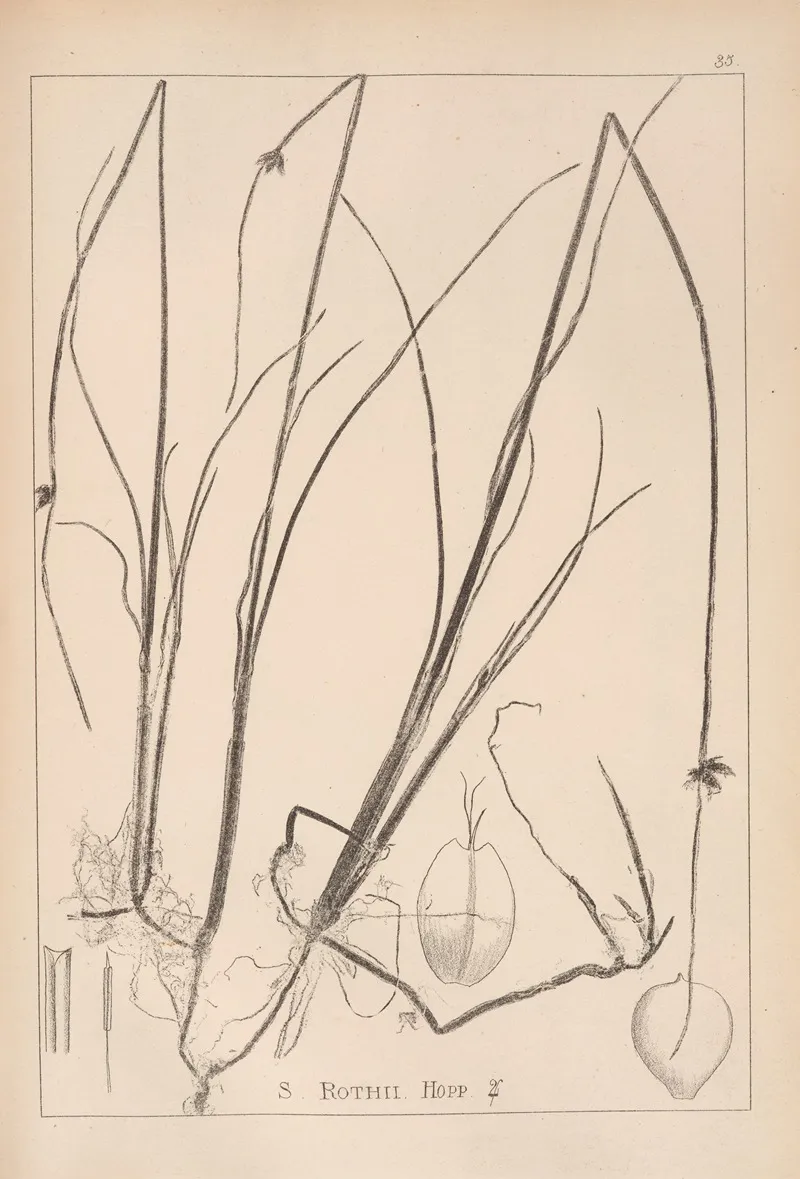 Herbier De La Flore Francaise Pl 1206 Wall Art by Louis Antoine Cusin - High-Resolution Digital Print