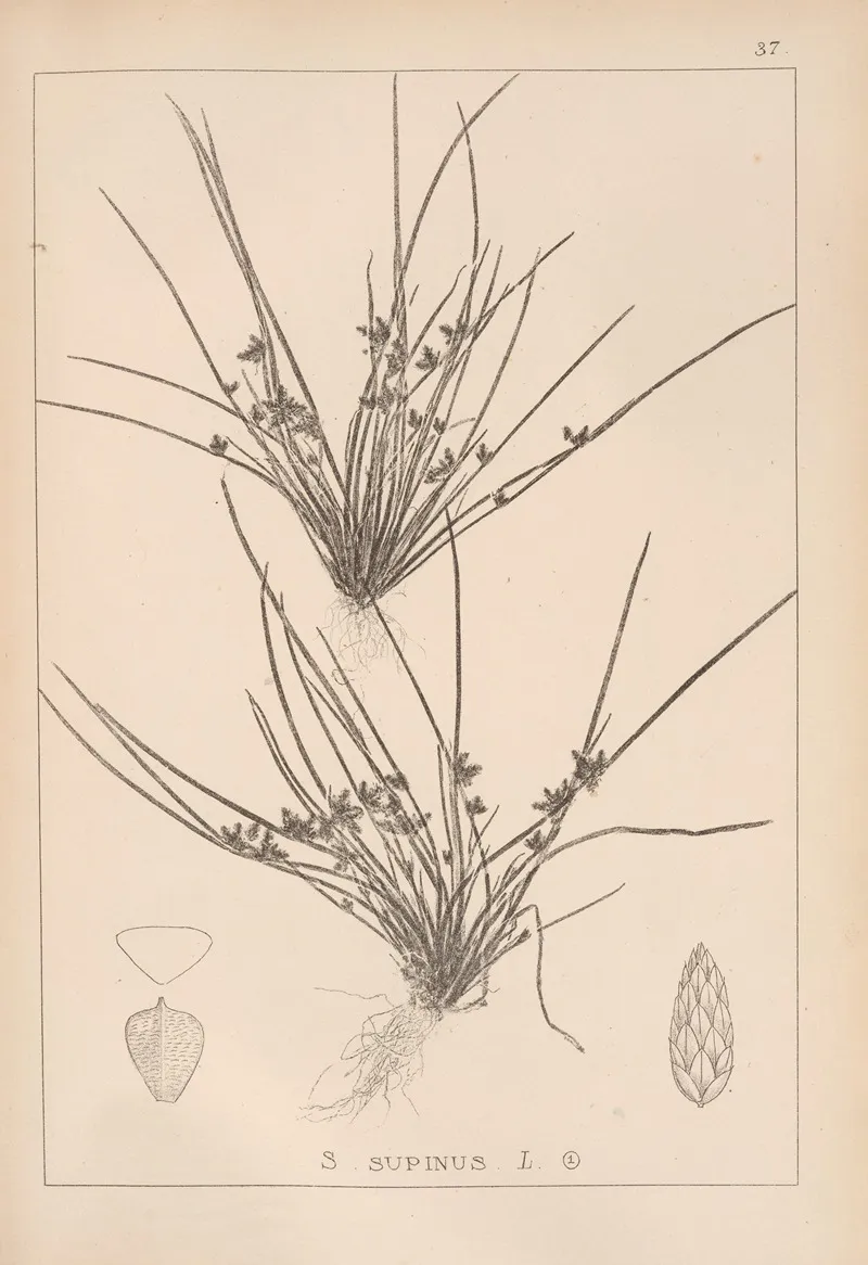 Herbier De La Flore Francaise Pl 1208 Wall Art by Louis Antoine Cusin - High-Resolution Digital Print