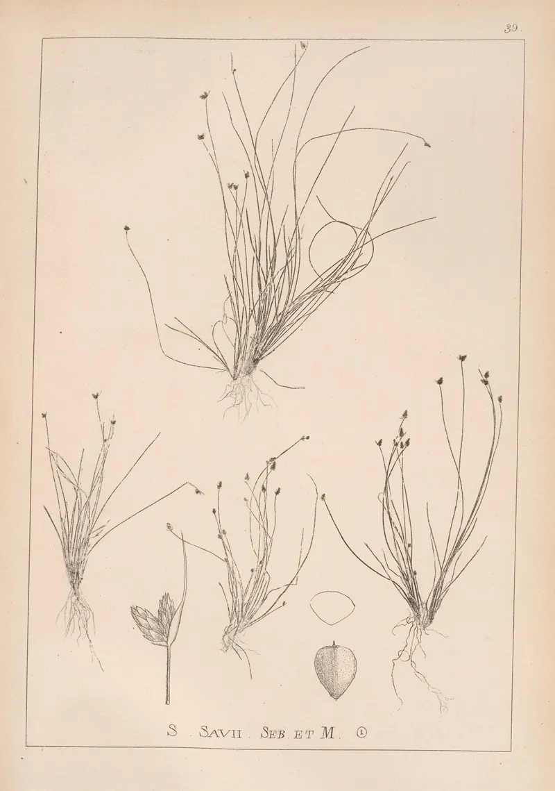 Herbier De La Flore Francaise Pl 1210 Wall Art by Louis Antoine Cusin - High-Resolution Digital Print