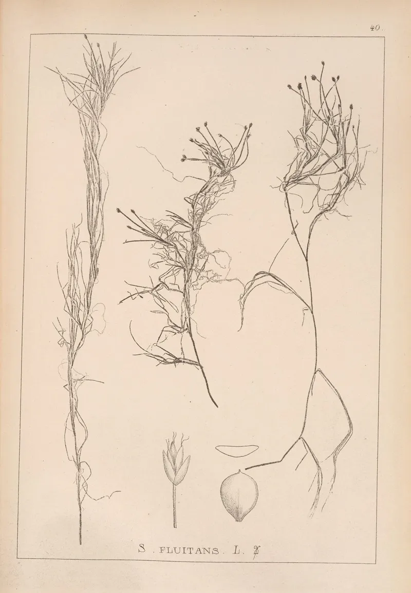Herbier De La Flore Francaise Pl 1211 Wall Art by Louis Antoine Cusin - High-Resolution Digital Print