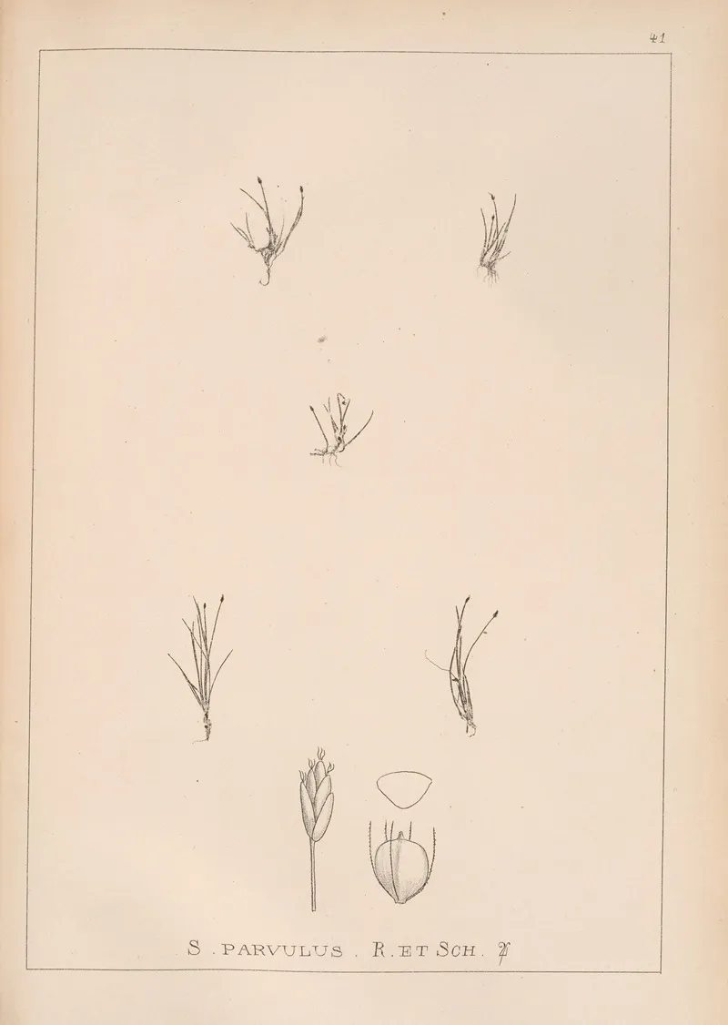Herbier De La Flore Francaise Pl 1212 Wall Art by Louis Antoine Cusin - High-Resolution Digital Print