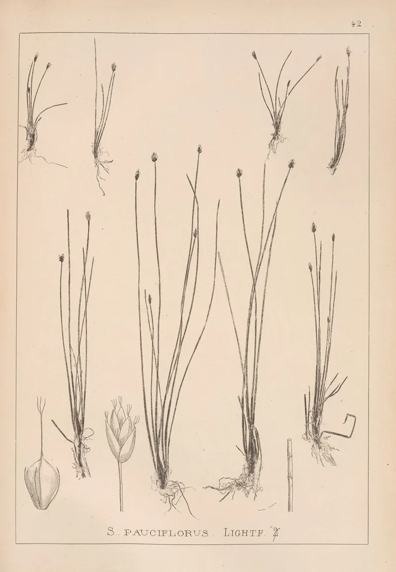 Herbier De La Flore Francaise Pl 1213 Wall Art by Louis Antoine Cusin - High-Resolution Digital Print