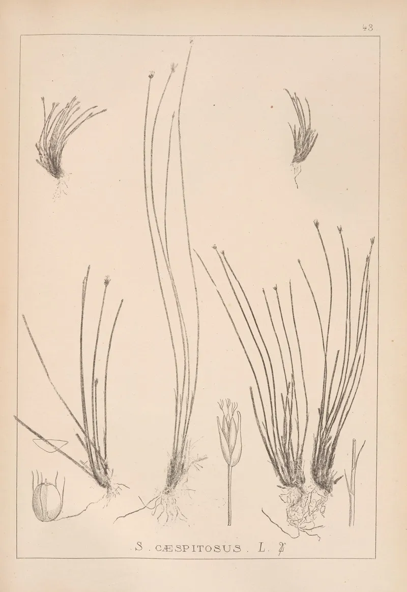 Herbier De La Flore Francaise Pl 1214 Wall Art by Louis Antoine Cusin - High-Resolution Digital Print