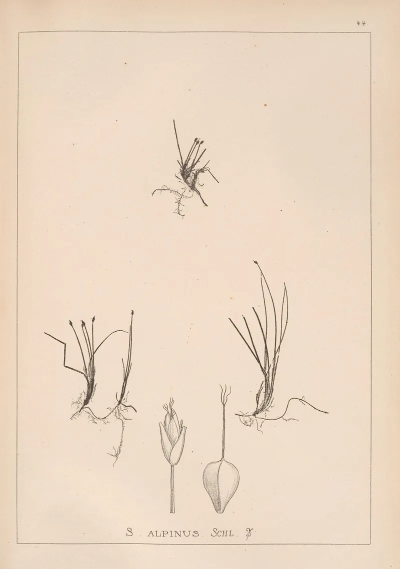 Herbier De La Flore Francaise Pl 1215 Wall Art by Louis Antoine Cusin - High-Resolution Digital Print