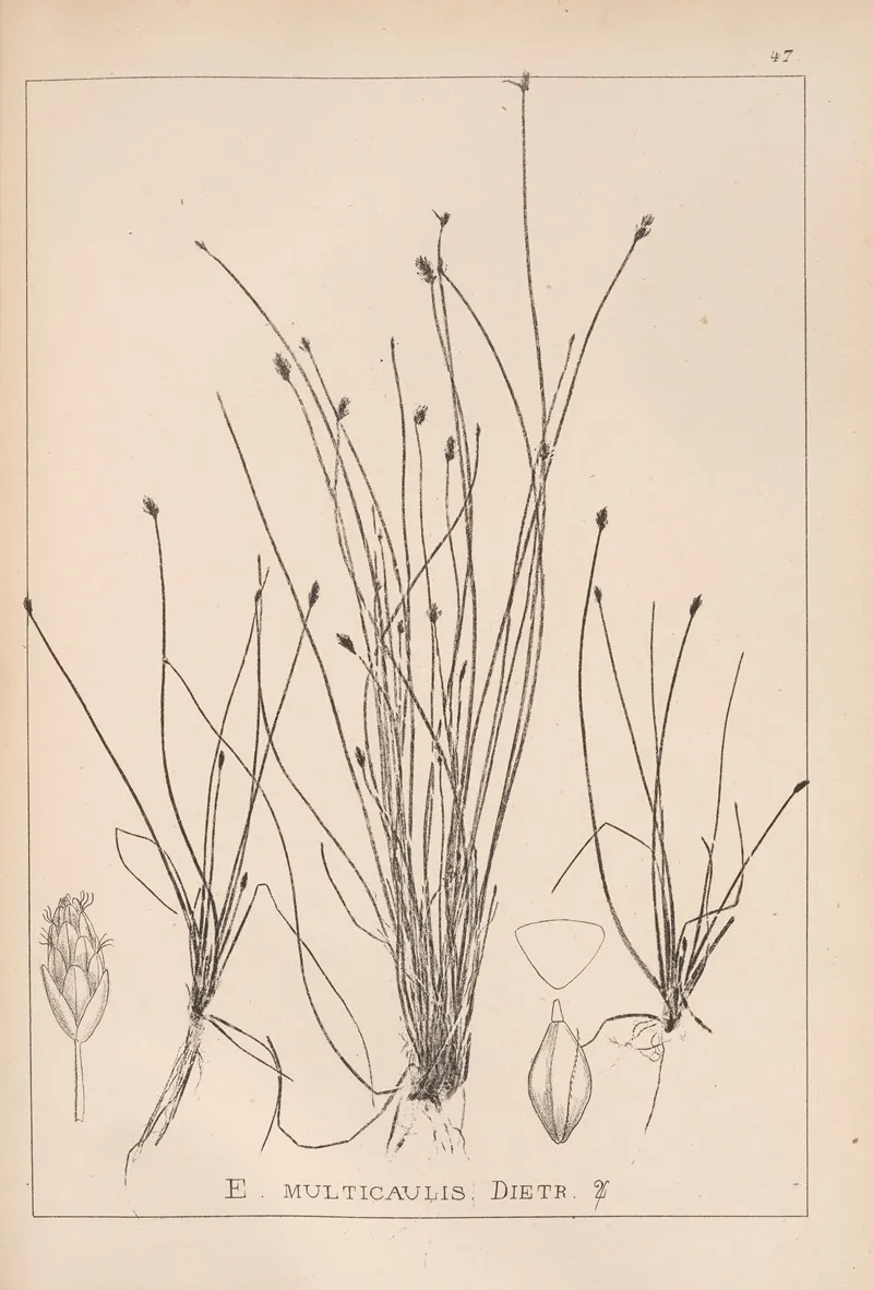 Herbier De La Flore Francaise Pl 1218 Wall Art by Louis Antoine Cusin - High-Resolution Digital Print