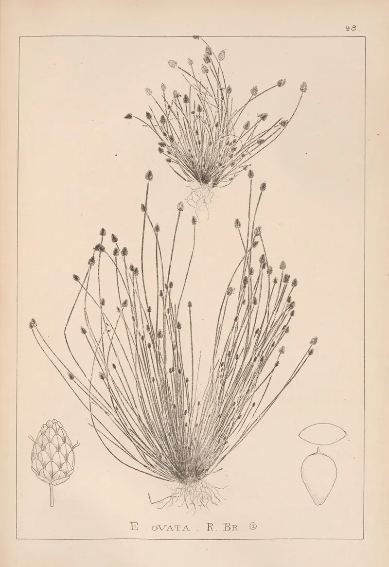Herbier De La Flore Francaise Pl 1219 Wall Art by Louis Antoine Cusin - High-Resolution Digital Print