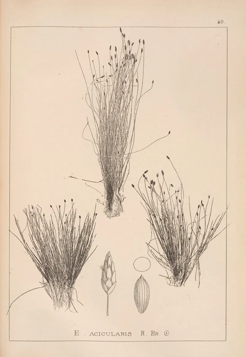 Herbier De La Flore Francaise Pl 1220 Wall Art by Louis Antoine Cusin - High-Resolution Digital Print