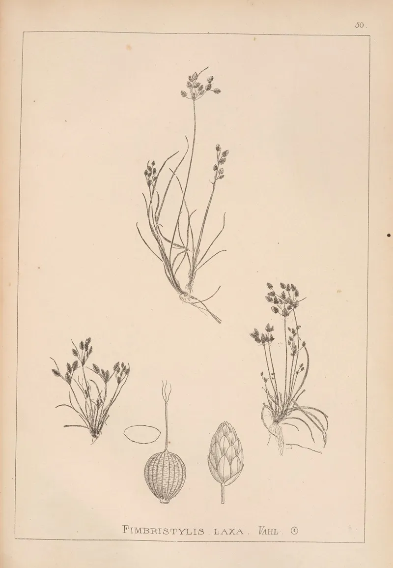 Herbier De La Flore Francaise Pl 1221 Wall Art by Louis Antoine Cusin - High-Resolution Digital Print