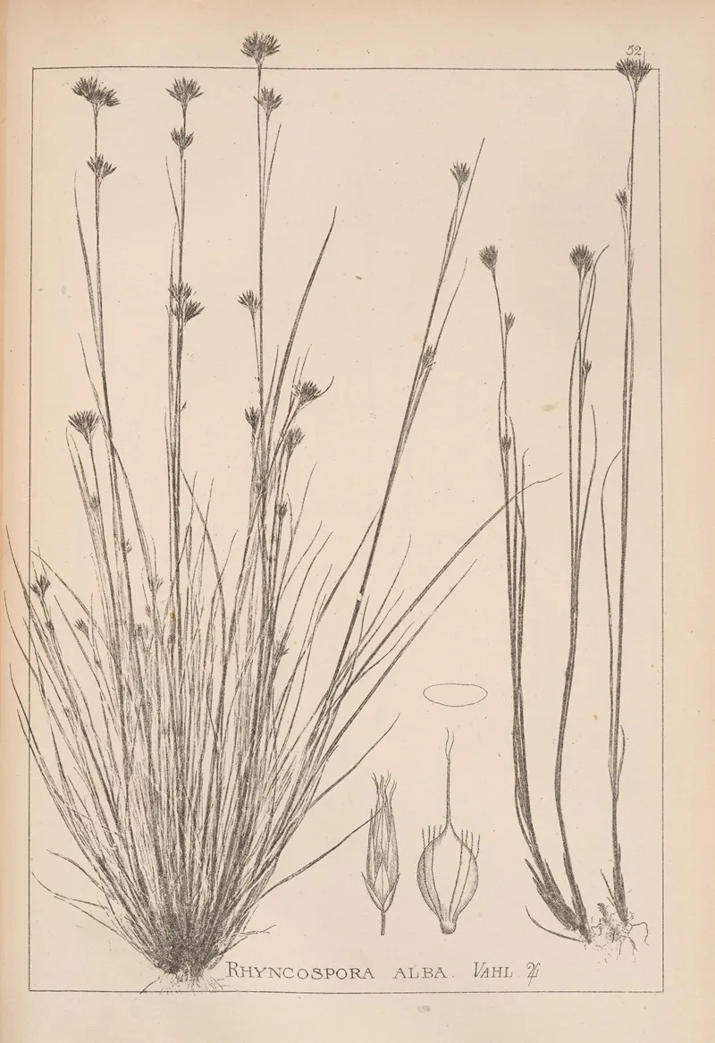 Herbier De La Flore Francaise Pl 1223 Wall Art by Louis Antoine Cusin - High-Resolution Digital Print