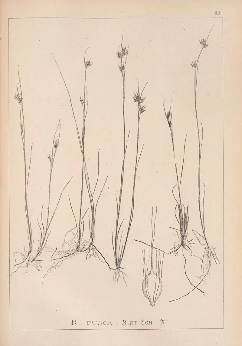 Herbier De La Flore Francaise Pl 1224 Wall Art by Louis Antoine Cusin - High-Resolution Digital Print