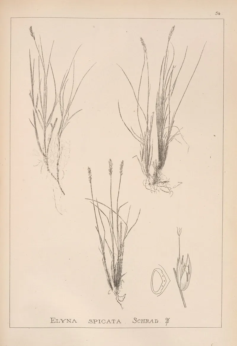Herbier De La Flore Francaise Pl 1225 Wall Art by Louis Antoine Cusin - High-Resolution Digital Print