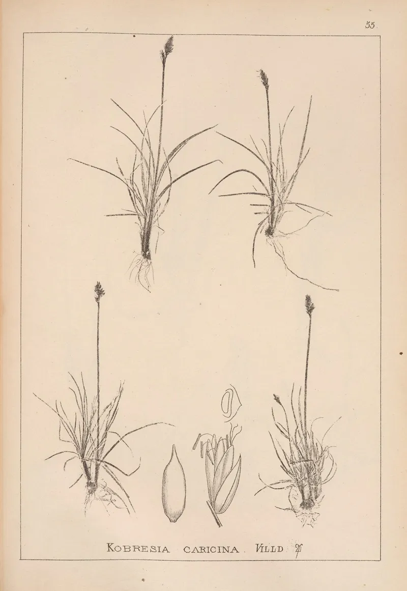Herbier De La Flore Francaise Pl 1226 Wall Art by Louis Antoine Cusin - High-Resolution Digital Print