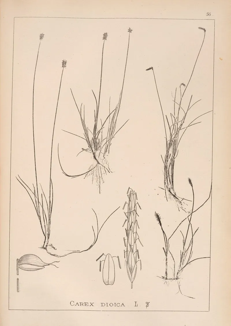 Herbier De La Flore Francaise Pl 1227 Wall Art by Louis Antoine Cusin - High-Resolution Digital Print