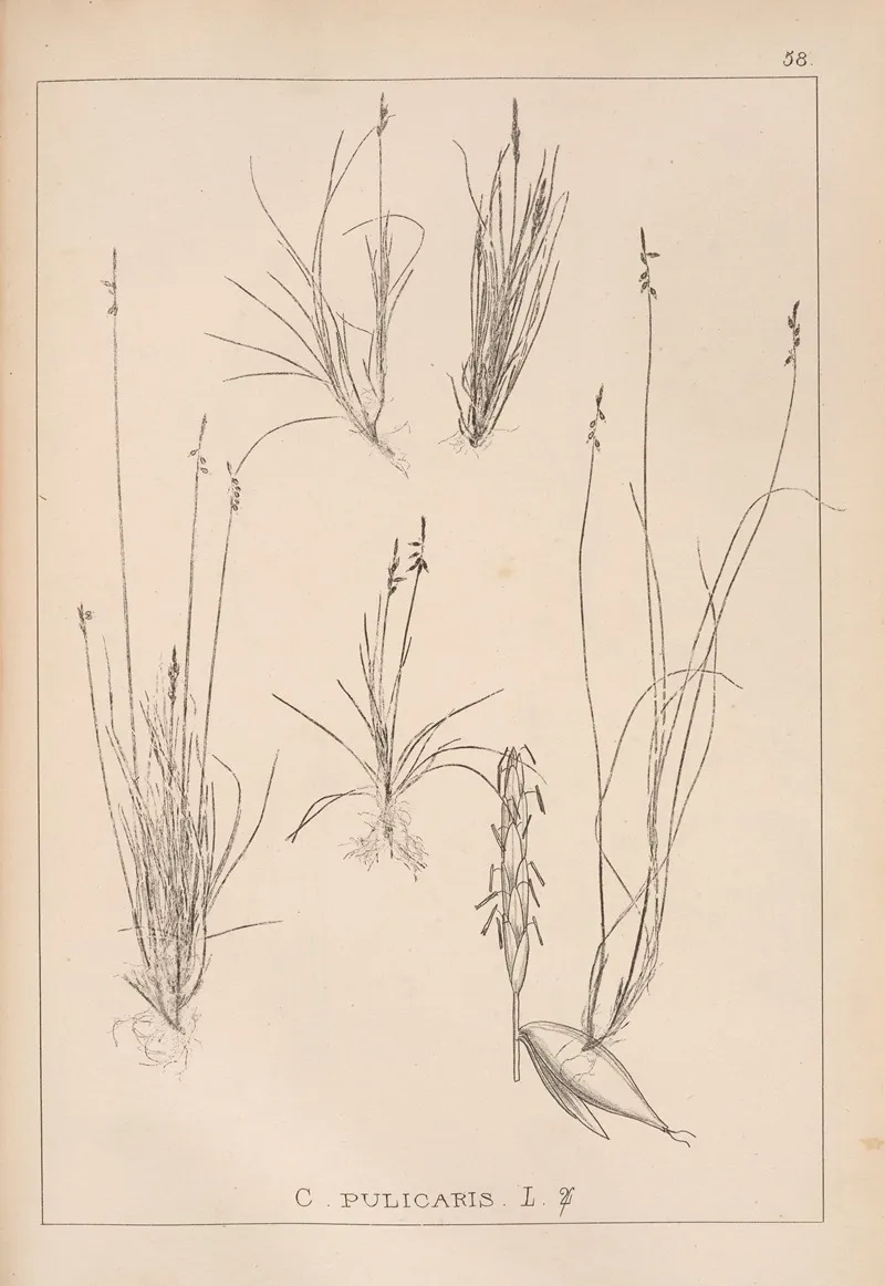 Herbier De La Flore Francaise Pl 1229 Wall Art by Louis Antoine Cusin - High-Resolution Digital Print