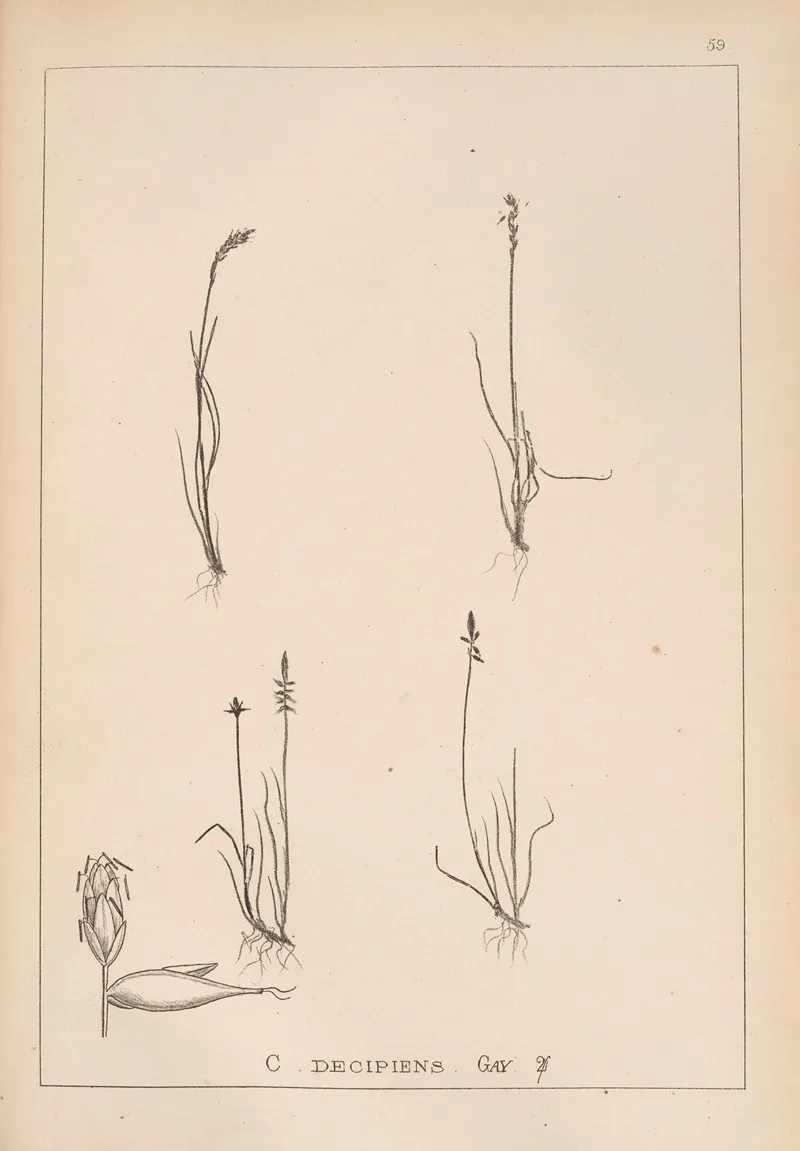 Herbier De La Flore Francaise Pl 1230 Wall Art by Louis Antoine Cusin - High-Resolution Digital Print
