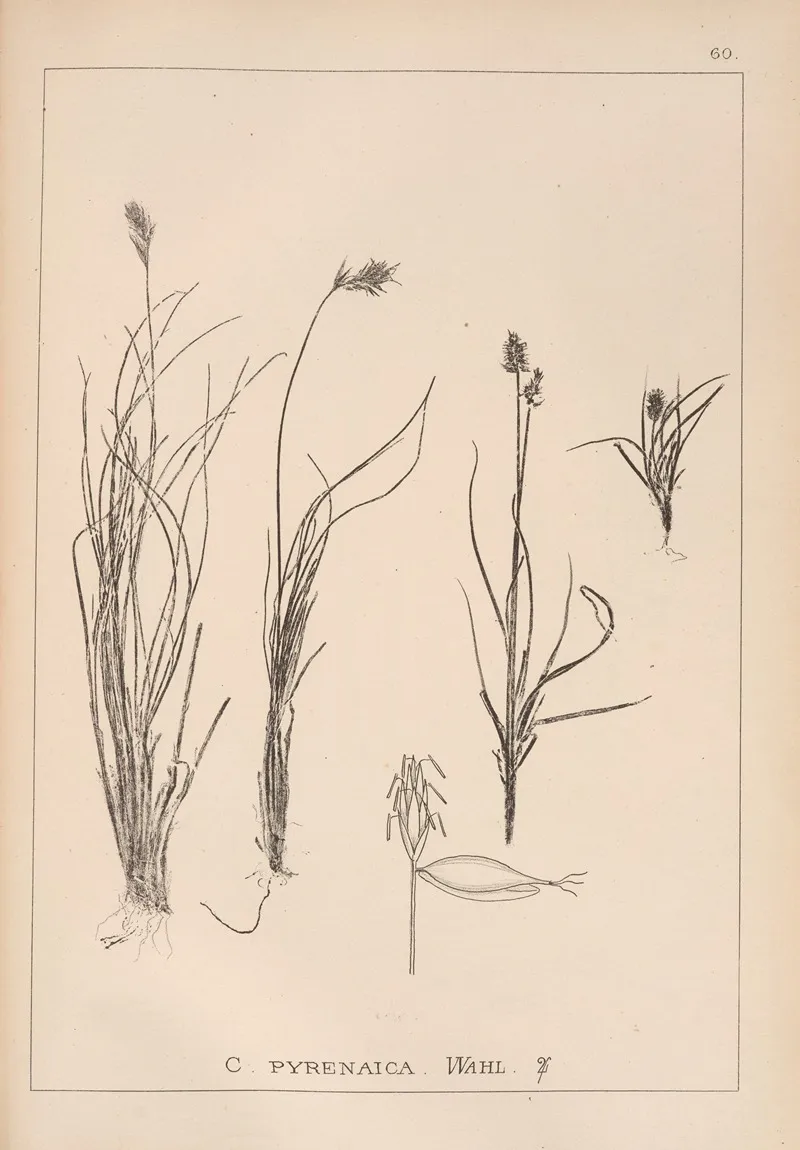 Herbier De La Flore Francaise Pl 1231 Wall Art by Louis Antoine Cusin - High-Resolution Digital Print