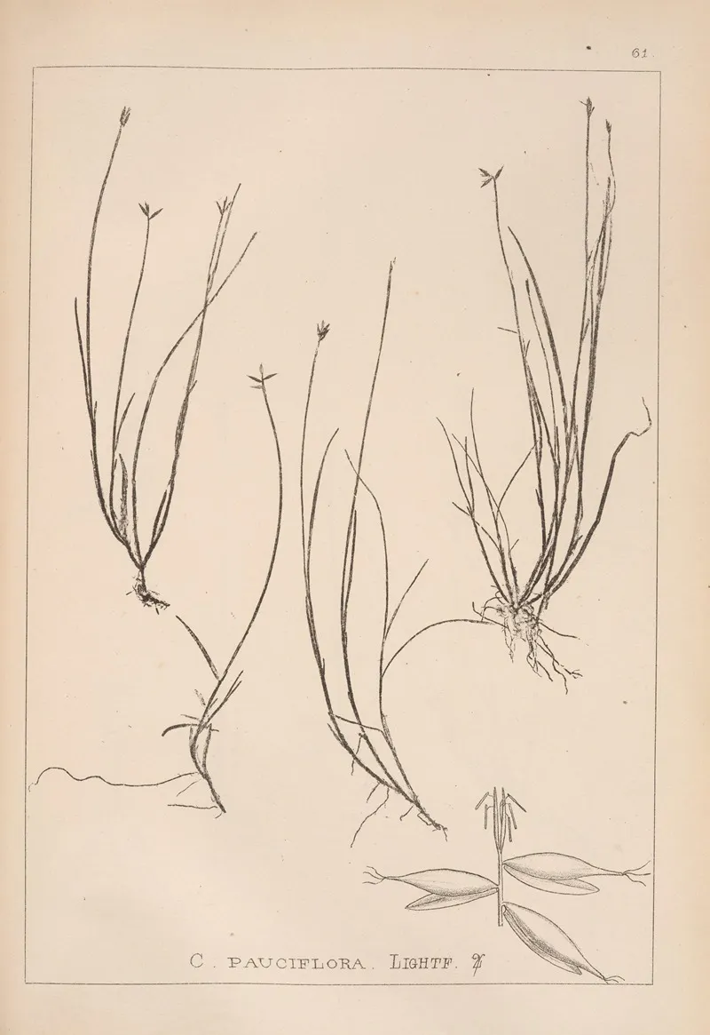 Herbier De La Flore Francaise Pl 1232 Wall Art by Louis Antoine Cusin - High-Resolution Digital Print
