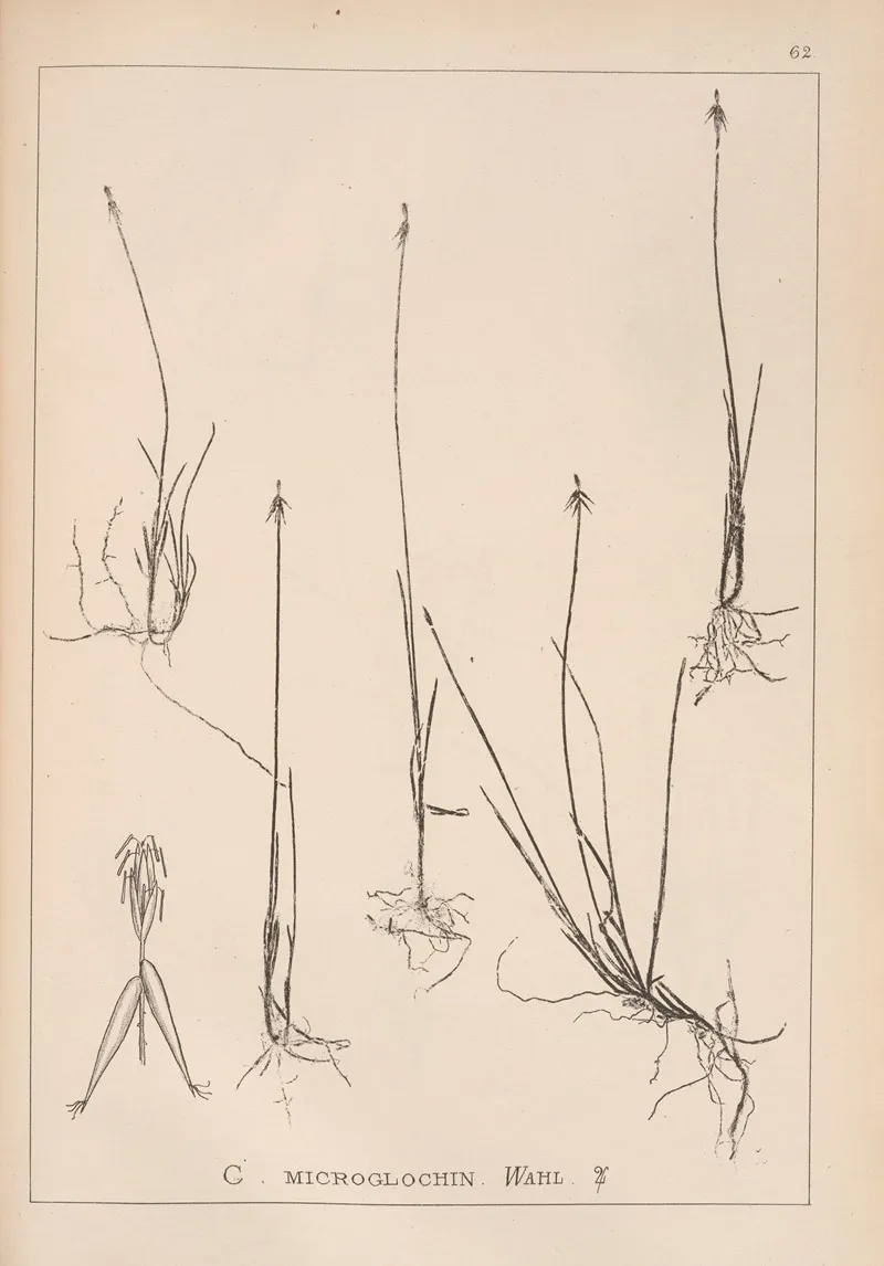 Herbier De La Flore Francaise Pl 1233 Wall Art by Louis Antoine Cusin - High-Resolution Digital Print
