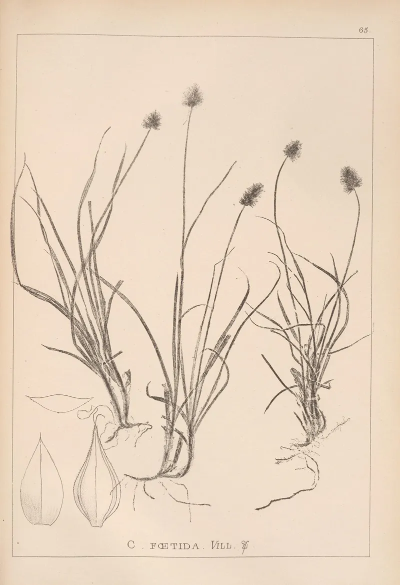 Herbier De La Flore Francaise Pl 1236 Wall Art by Louis Antoine Cusin - High-Resolution Digital Print
