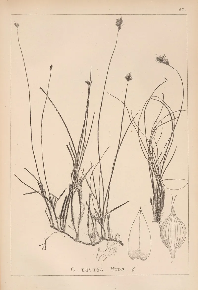 Herbier De La Flore Francaise Pl 1238 Wall Art by Louis Antoine Cusin - High-Resolution Digital Print