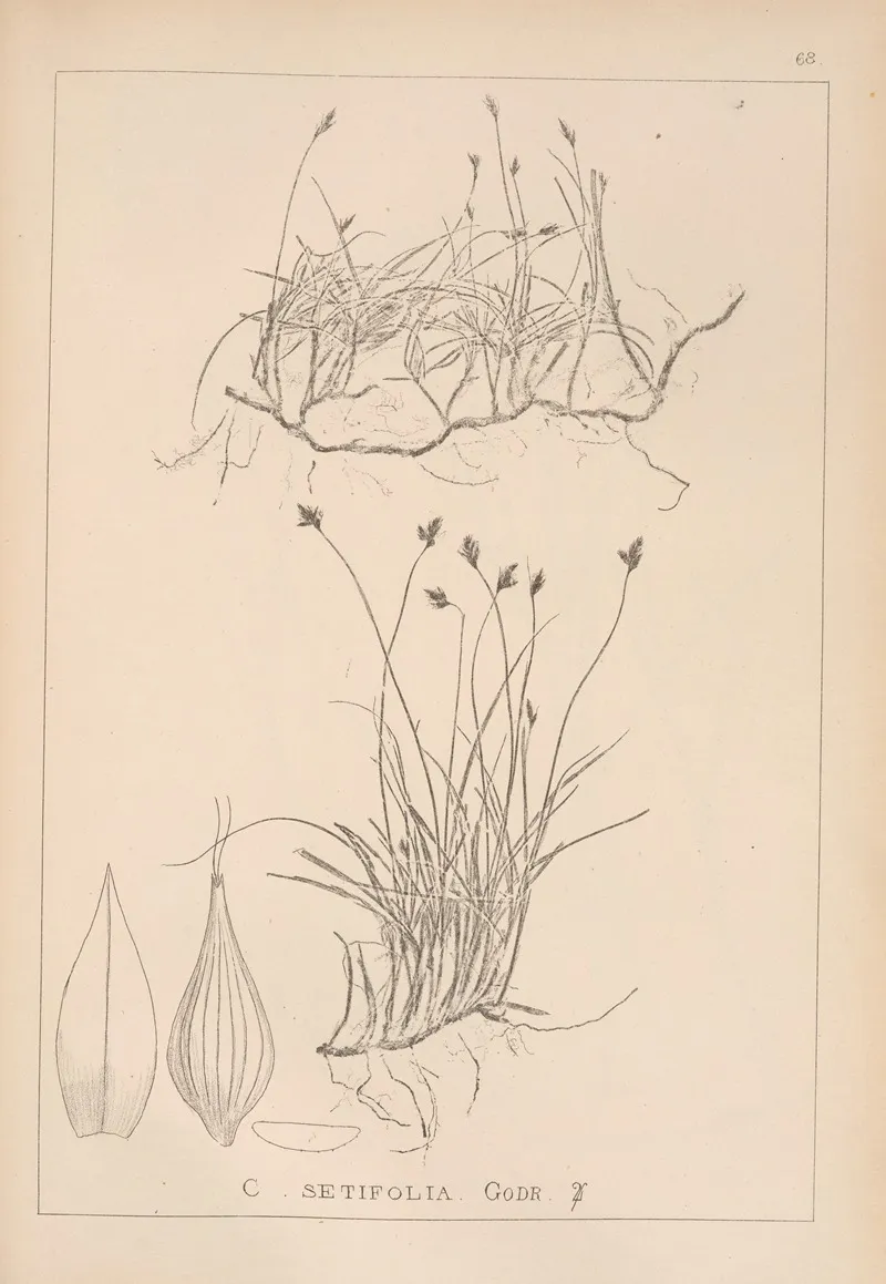 Herbier De La Flore Francaise Pl 1239 Wall Art by Louis Antoine Cusin - High-Resolution Digital Print