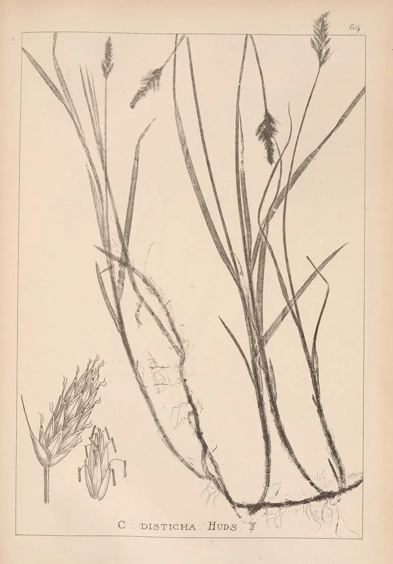 Herbier De La Flore Francaise Pl 1240 Wall Art by Louis Antoine Cusin - High-Resolution Digital Print