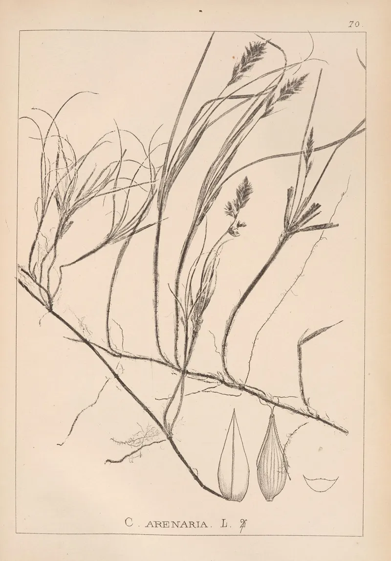 Herbier De La Flore Francaise Pl 1241 Wall Art by Louis Antoine Cusin - High-Resolution Digital Print