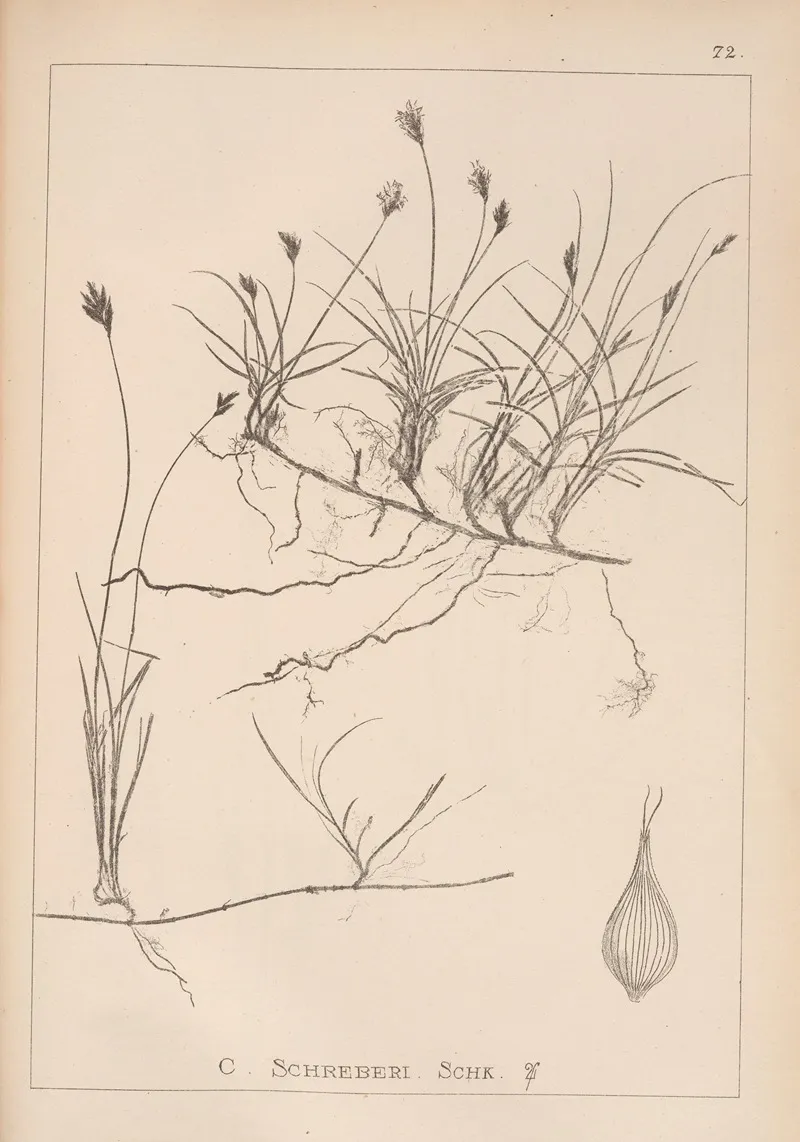 Herbier De La Flore Francaise Pl 1243 Wall Art by Louis Antoine Cusin - High-Resolution Digital Print