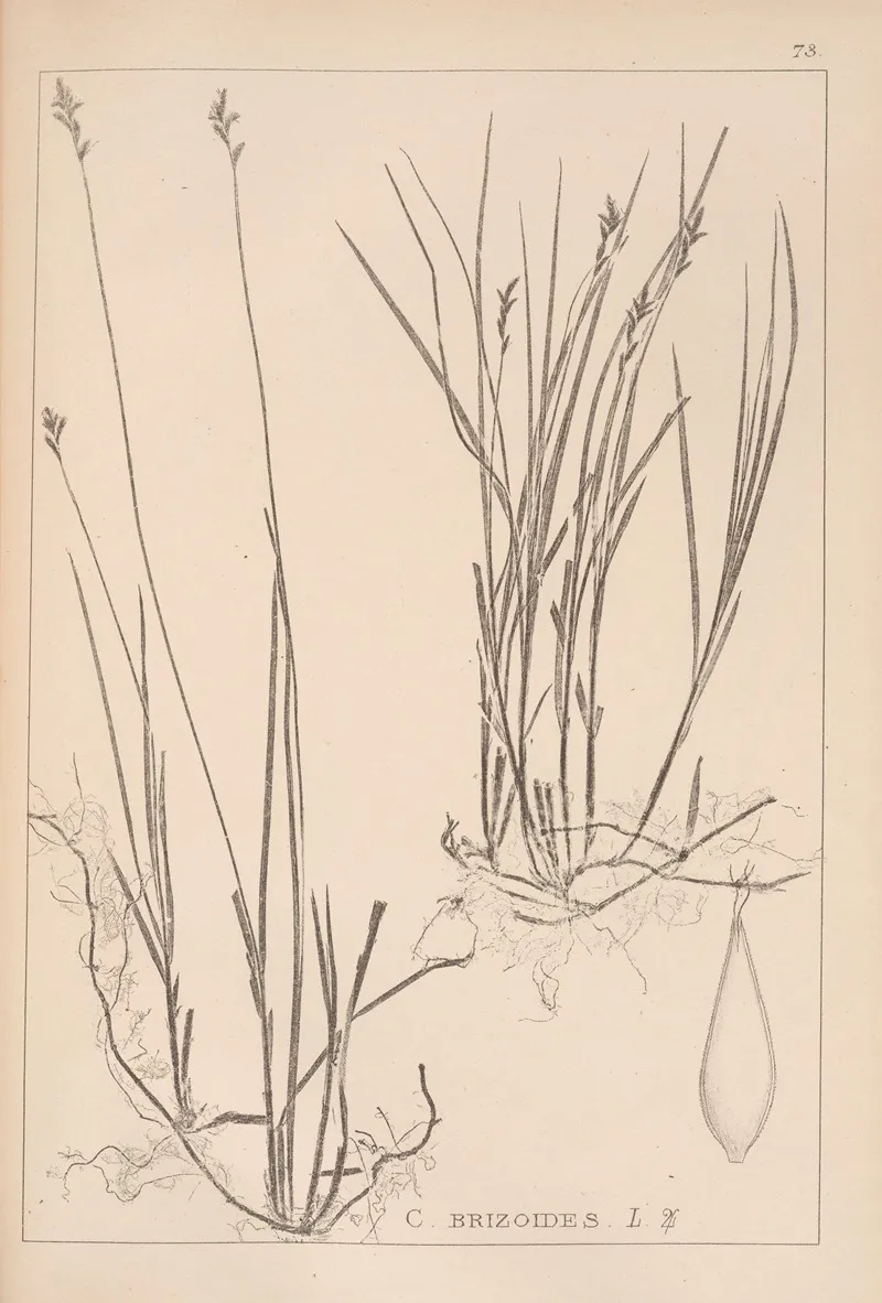 Herbier De La Flore Francaise Pl 1244 Wall Art by Louis Antoine Cusin - High-Resolution Digital Print