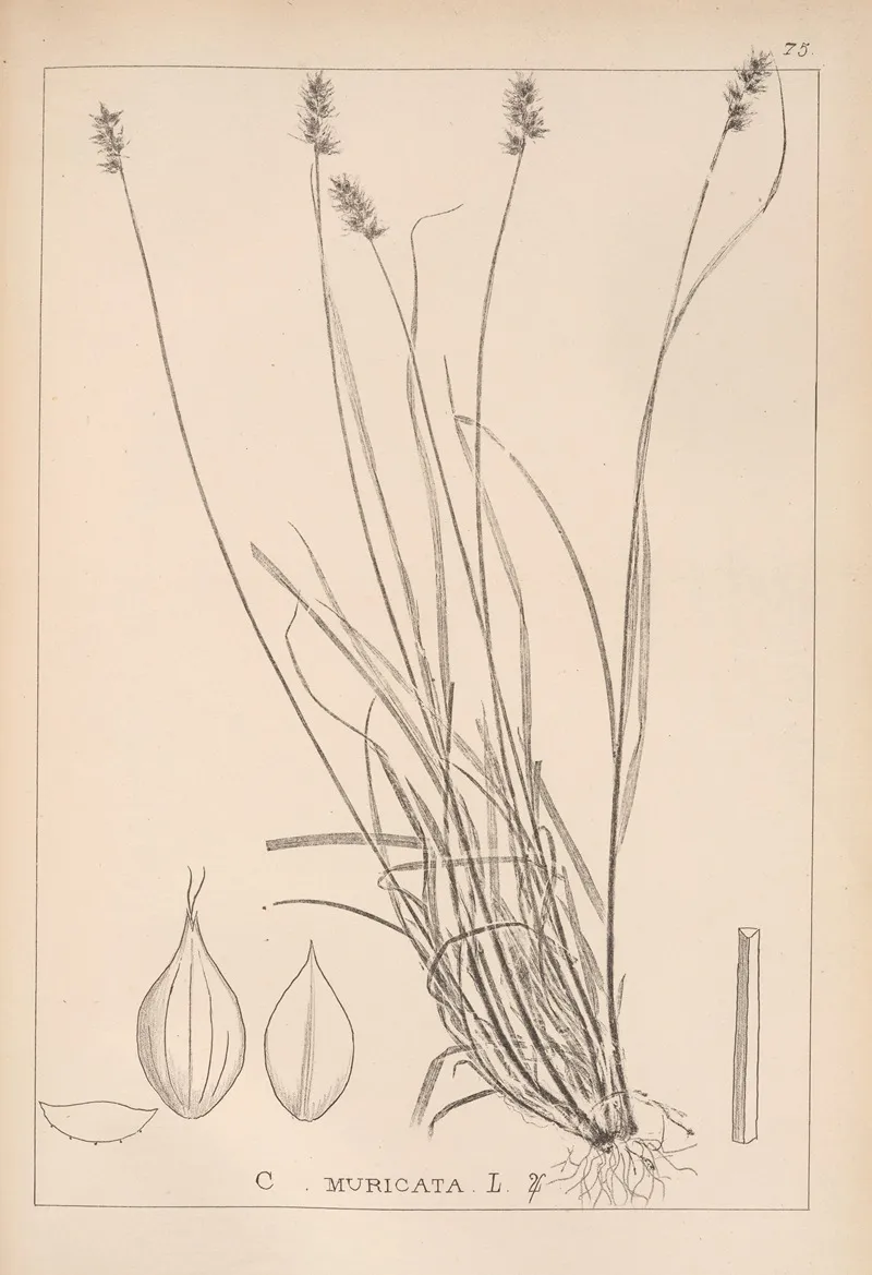 Herbier De La Flore Francaise Pl 1246 Wall Art by Louis Antoine Cusin - High-Resolution Digital Print