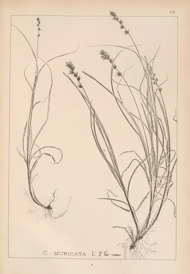 Herbier De La Flore Francaise Pl 1247 Wall Art by Louis Antoine Cusin - High-Resolution Digital Print