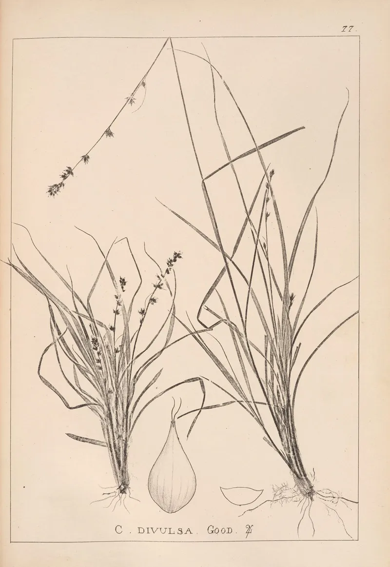 Herbier De La Flore Francaise Pl 1248 Wall Art by Louis Antoine Cusin - High-Resolution Digital Print