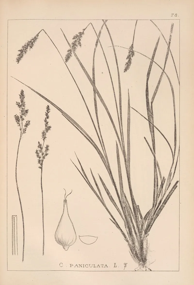 Herbier De La Flore Francaise Pl 1249 Wall Art by Louis Antoine Cusin - High-Resolution Digital Print
