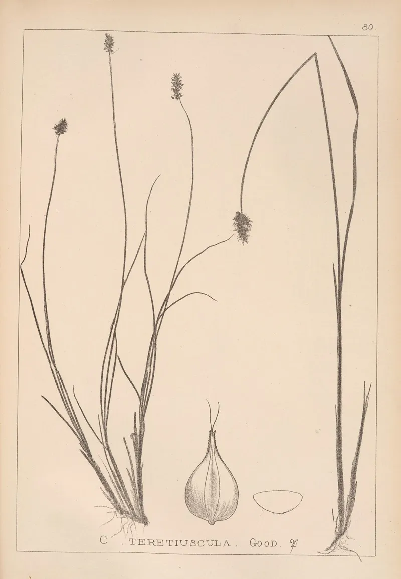 Herbier De La Flore Francaise Pl 1251 Wall Art by Louis Antoine Cusin - High-Resolution Digital Print