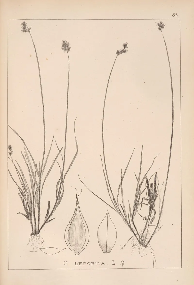Herbier De La Flore Francaise Pl 1254 Wall Art by Louis Antoine Cusin - High-Resolution Digital Print
