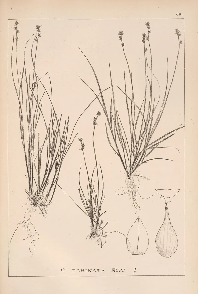 Herbier De La Flore Francaise Pl 1255 Wall Art by Louis Antoine Cusin - High-Resolution Digital Print