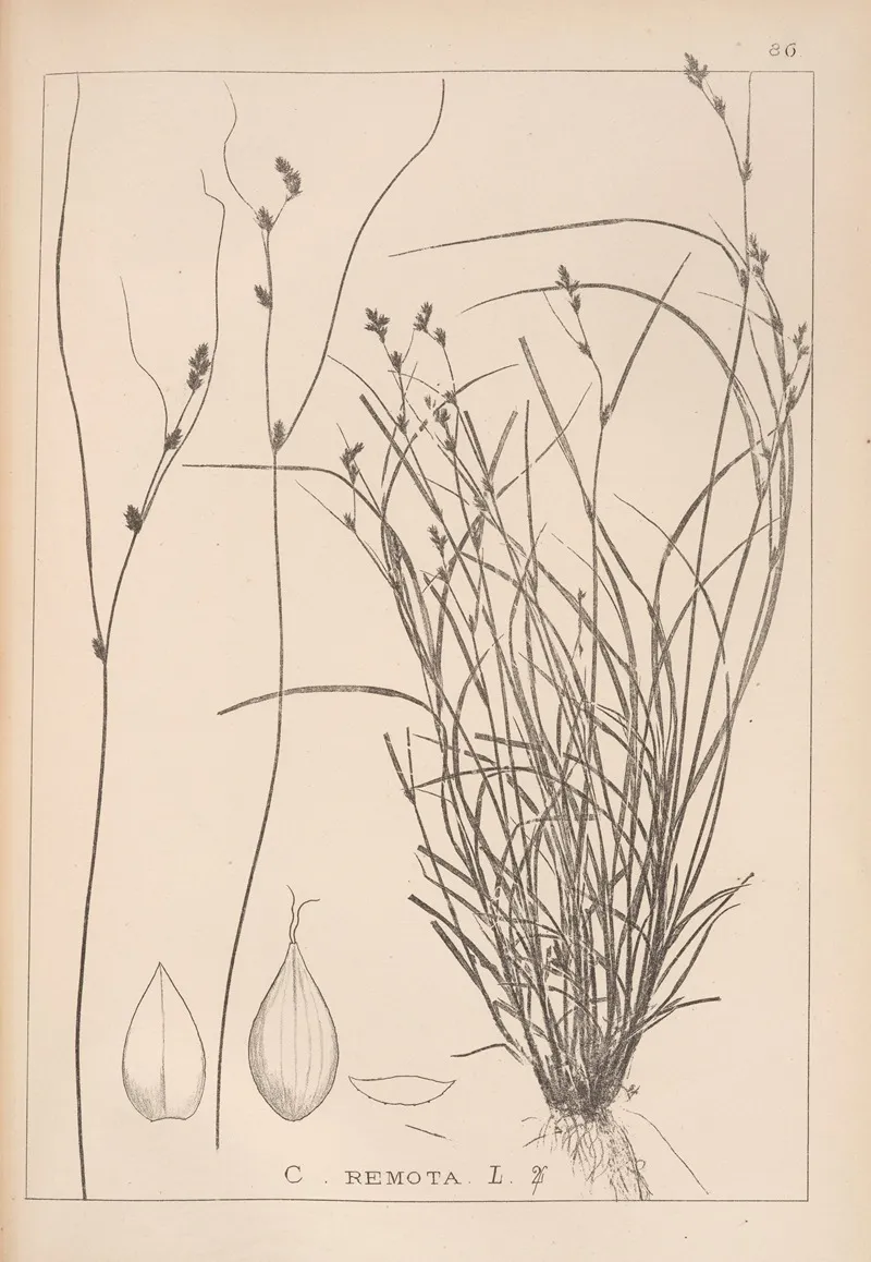 Herbier De La Flore Francaise Pl 1257 Wall Art by Louis Antoine Cusin - High-Resolution Digital Print