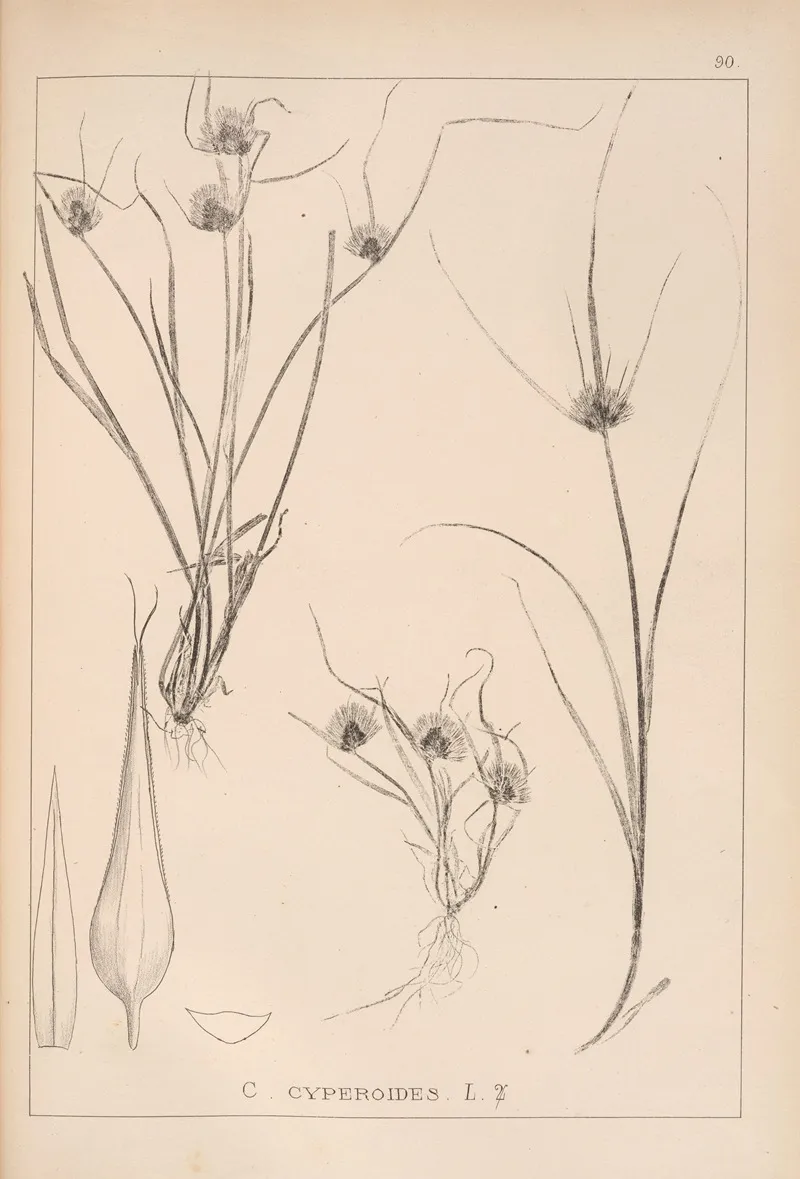 Herbier De La Flore Francaise Pl 1261 Wall Art by Louis Antoine Cusin - High-Resolution Digital Print
