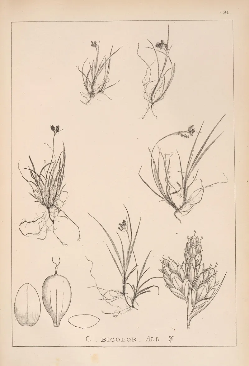 Herbier De La Flore Francaise Pl 1262 Wall Art by Louis Antoine Cusin - High-Resolution Digital Print