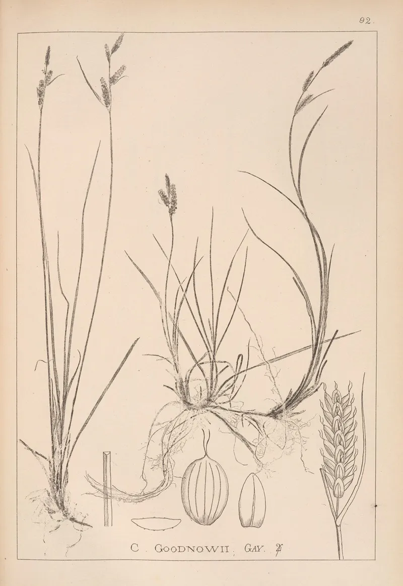 Herbier De La Flore Francaise Pl 1263 Wall Art by Louis Antoine Cusin - High-Resolution Digital Print