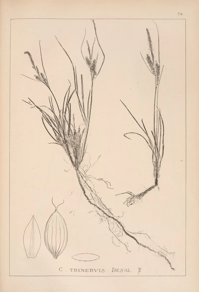 Herbier De La Flore Francaise Pl 1265 Wall Art by Louis Antoine Cusin - High-Resolution Digital Print